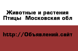 Животные и растения Птицы. Московская обл.